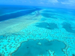 coral 