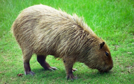 capivara
