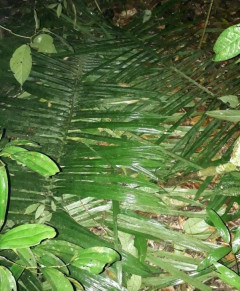Crianças Floresta